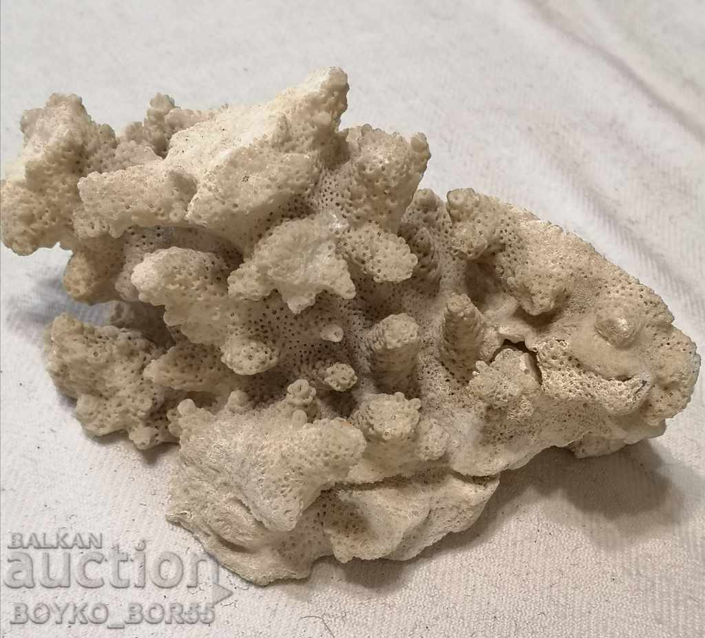 Αρχαίο απολίθωμα από λευκό κοράλλι