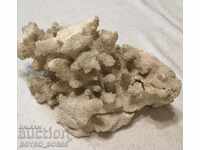 Ancient Fossil from White Coral