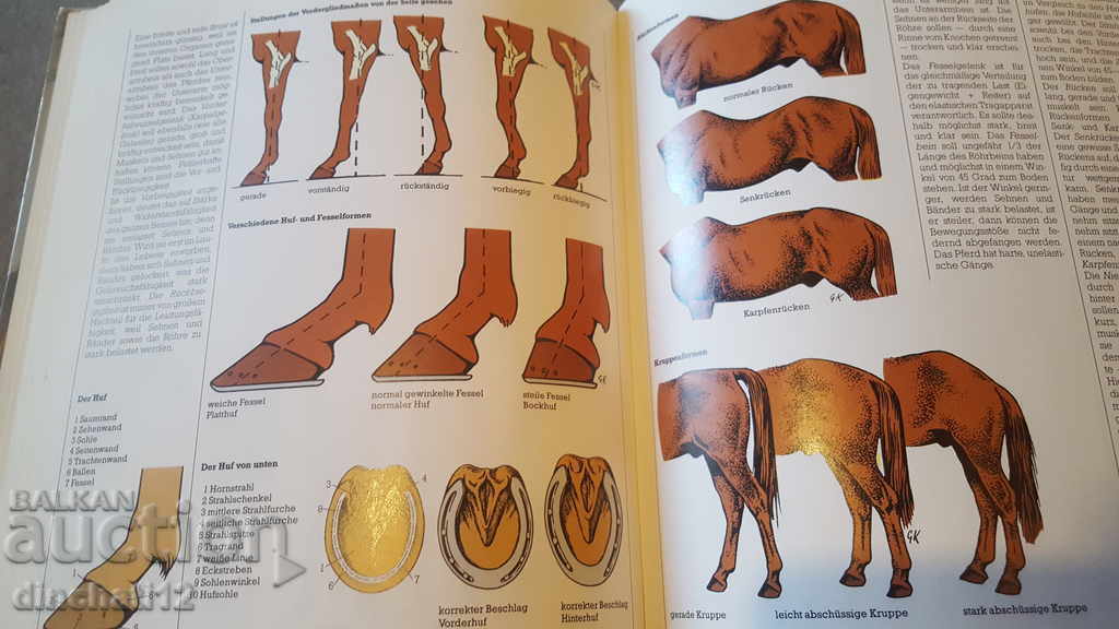 Falken handbook. Pferde. Race, care, education, sports. with price 28.00 BGN | € 14.32