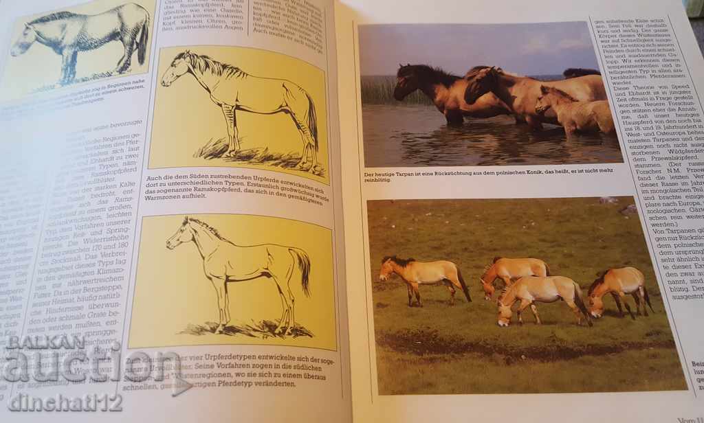 Auction  Falken handbook. Pferde. Race, care, education, sports.