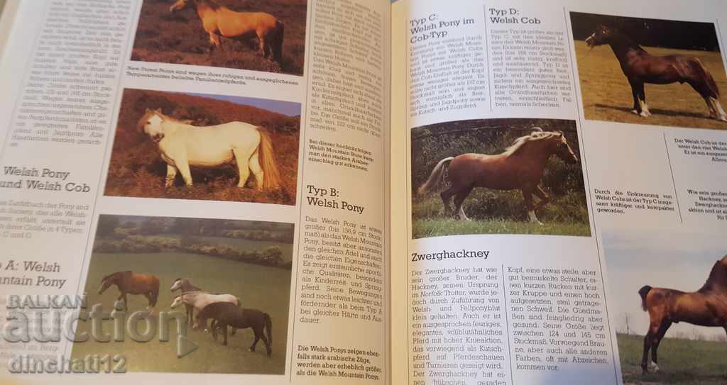 Falken handbook. Pferde. Race, care, education, sports. - 7