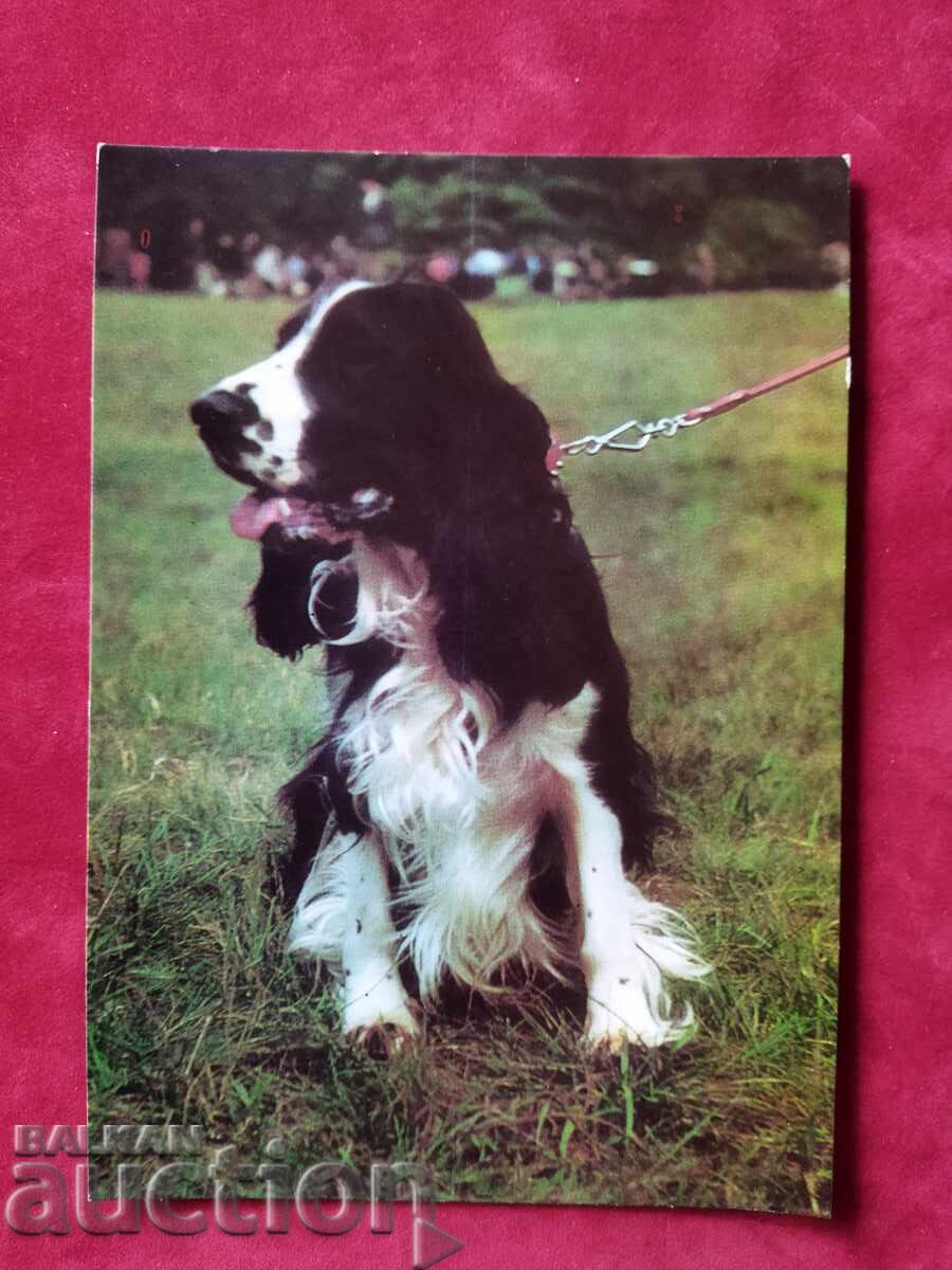 Εικονογραφημένη καρτ ποστάλ με σκύλους "Cocker Spaniel" 1964.