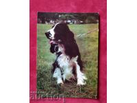 Illustrated postcard of dogs "Cocker Spaniel" 1964.