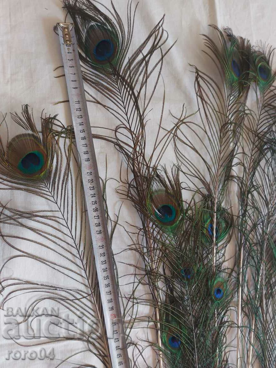 ΠΑΓΟΝΙ - ΦΤΕΡΟ - ΟΜΟΡΦΙΑ με τιμή 14.99 BGN | € 7.66 ΠΑΓΟΝΙ - ΦΤΕΡΟ - ΟΜΟΡΦΙΑ με τιμή 14.99 BGN | € 7.66