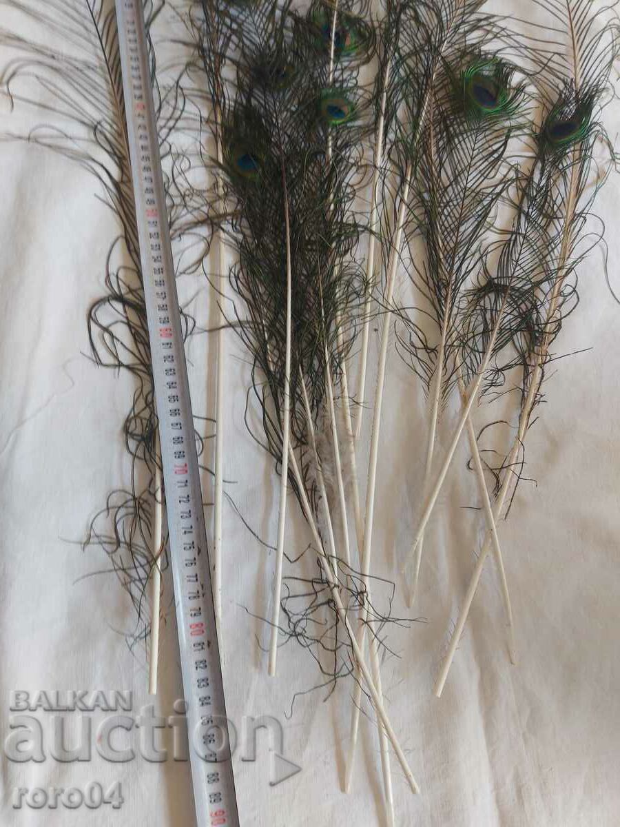 Δημοπρασία ΠΑΓΟΝΙ - ΦΤΕΡΟ - ΟΜΟΡΦΙΑ Δημοπρασία ΠΑΓΟΝΙ - ΦΤΕΡΟ - ΟΜΟΡΦΙΑ