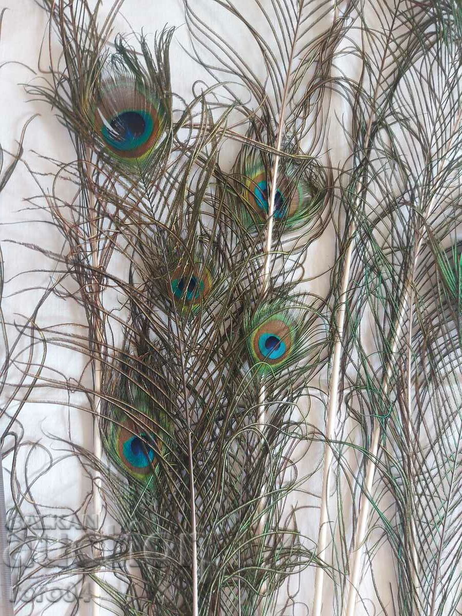 Παράδοση ΠΑΓΟΝΙ - ΦΤΕΡΟ - ΟΜΟΡΦΙΑ Παράδοση ΠΑΓΟΝΙ - ΦΤΕΡΟ - ΟΜΟΡΦΙΑ