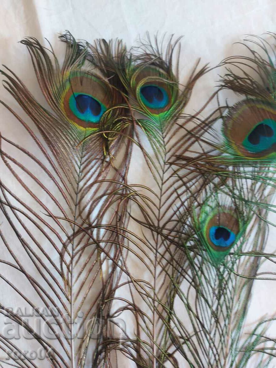 ΠΑΓΟΝΙ - ΦΤΕΡΟ - ΟΜΟΡΦΙΑ - 5 ΠΑΓΟΝΙ - ΦΤΕΡΟ - ΟΜΟΡΦΙΑ - 5