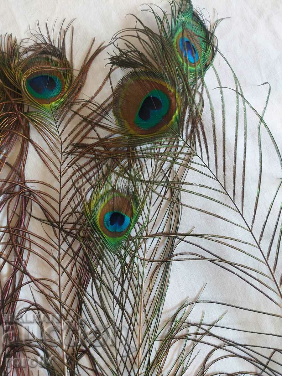 ΠΑΓΟΝΙ - ΦΤΕΡΟ - ΟΜΟΡΦΙΑ - 6 ΠΑΓΟΝΙ - ΦΤΕΡΟ - ΟΜΟΡΦΙΑ - 6