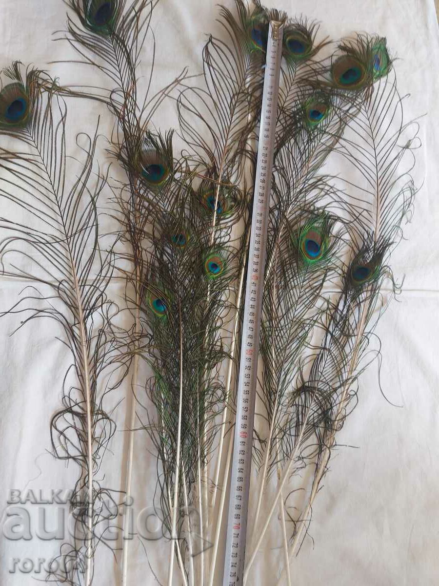 ΠΑΓΟΝΙ - ΦΤΕΡΟ - ΟΜΟΡΦΙΑ - 7 ΠΑΓΟΝΙ - ΦΤΕΡΟ - ΟΜΟΡΦΙΑ - 7