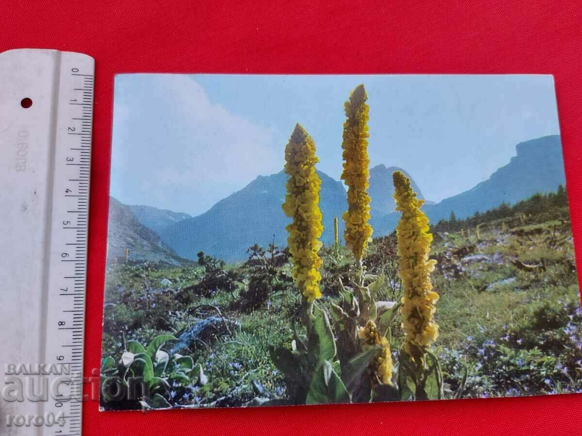 Аукцион ЦВЕТЯ