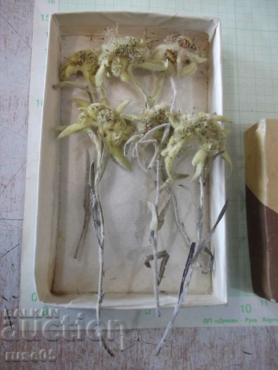Edelweiss - 6 pcs. herbarium kit with price 90.00 BGN | € 46.02 Edelweiss - 6 pcs. herbarium kit with price 90.00 BGN | € 46.02