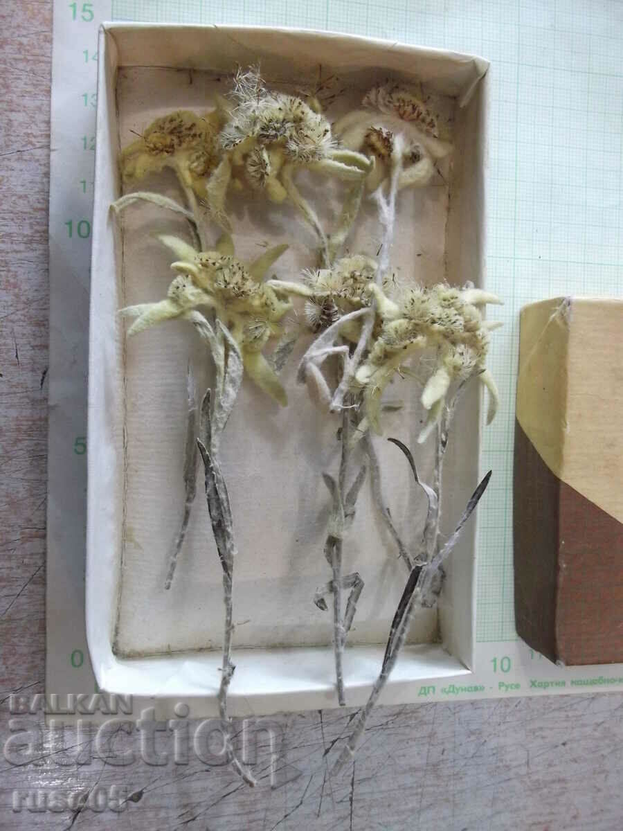 Auction Edelweiss - 6 pcs. herbarium kit Auction Edelweiss - 6 pcs. herbarium kit