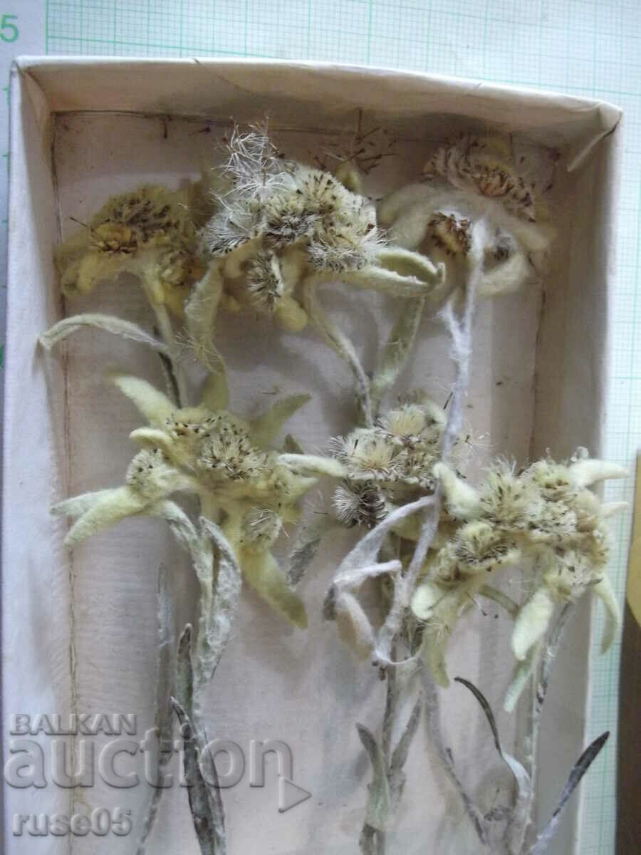 Delivery of Edelweiss - 6 pcs. herbarium kit Delivery of Edelweiss - 6 pcs. herbarium kit
