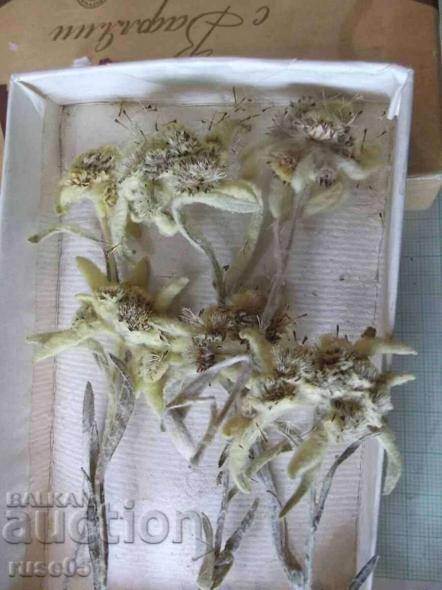 Edelweiss - 6 pcs. herbarium kit - 5 Edelweiss - 6 pcs. herbarium kit - 5
