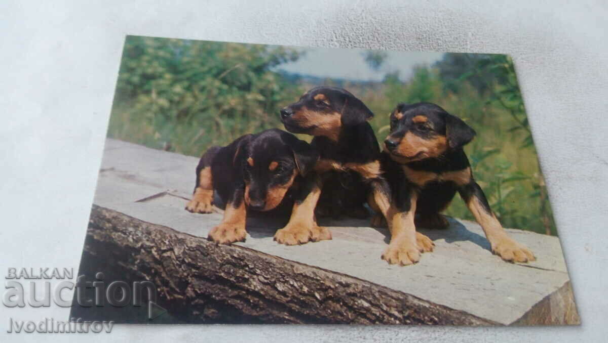Postcard Three dogs on a wooden plank 1980