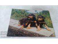 Carte poștală Trei câini pe o scândură de lemn 1980