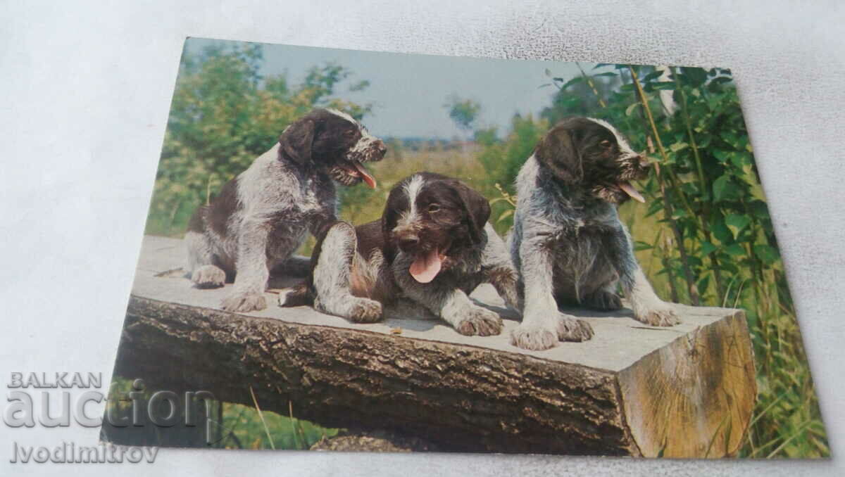 Carte poștală Trei câini pe o scândură de lemn 1980