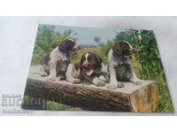 Postcard Three dogs on a wooden plank 1980