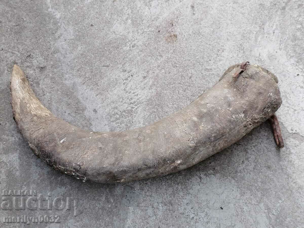 Delivery of Bismarck hazelnut tarnata