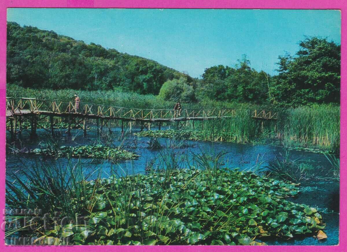 Auction 273807 / ARKUTINO Water lilies 1966 Bulgaria card Auction 273807 / ARKUTINO Water lilies 1966 Bulgaria card