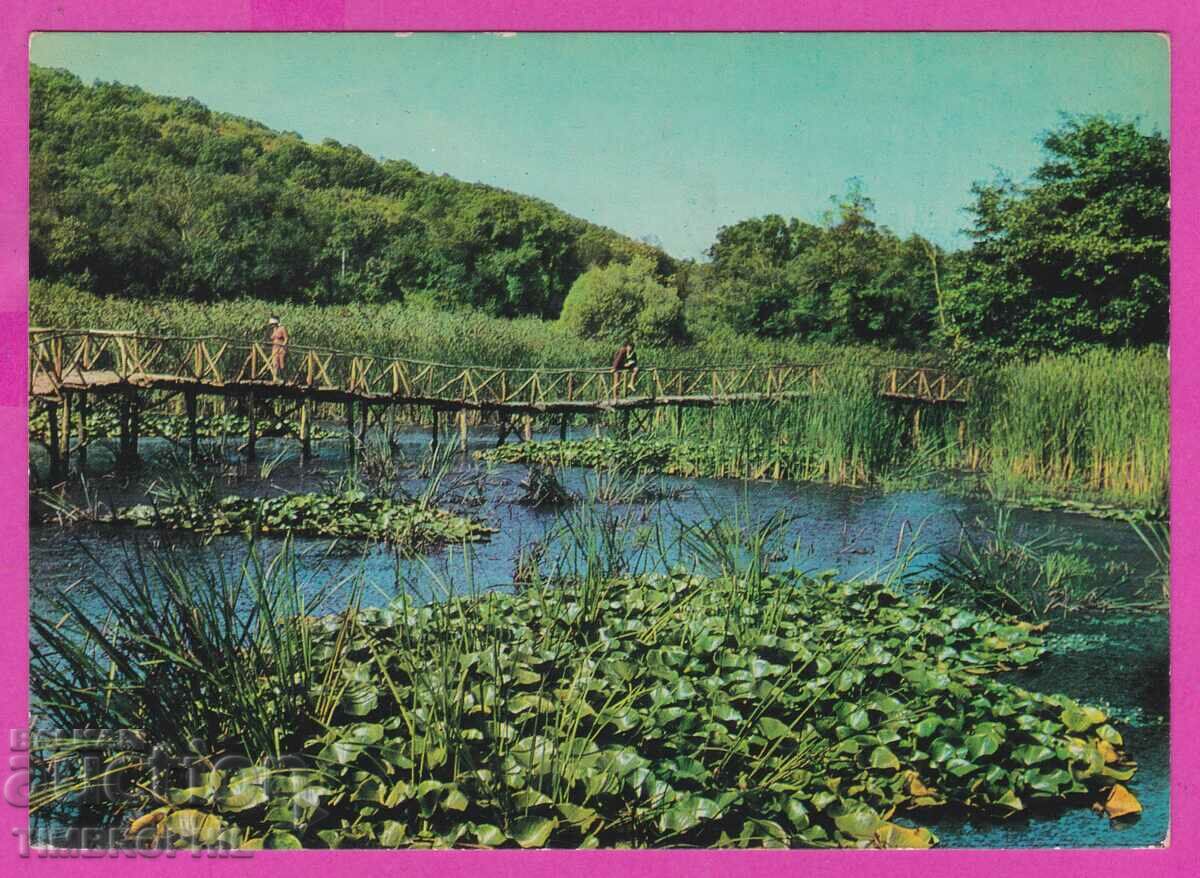 273809 / АРКУТИНО Водни лилии 1966 България картичка