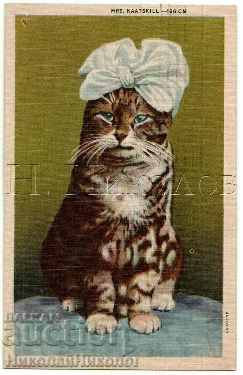 1947 СТАРА КАРТИЧКА САЩ КОТКА С КОРДЕЛА В487