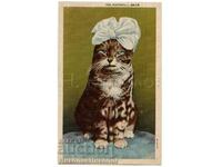 1947 VECHI CARD US CAT CU CORDEL B487
