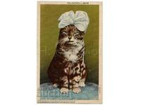 1947 VECHI CARD US CAT CU CORDEL B487