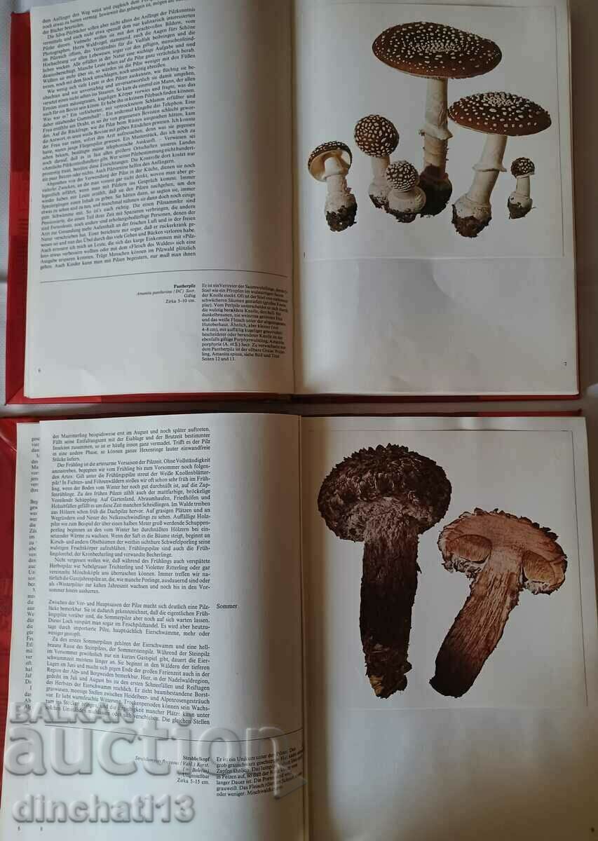 PILZE. Band 1.2 - Mushrooms Tom 1.2 - 5