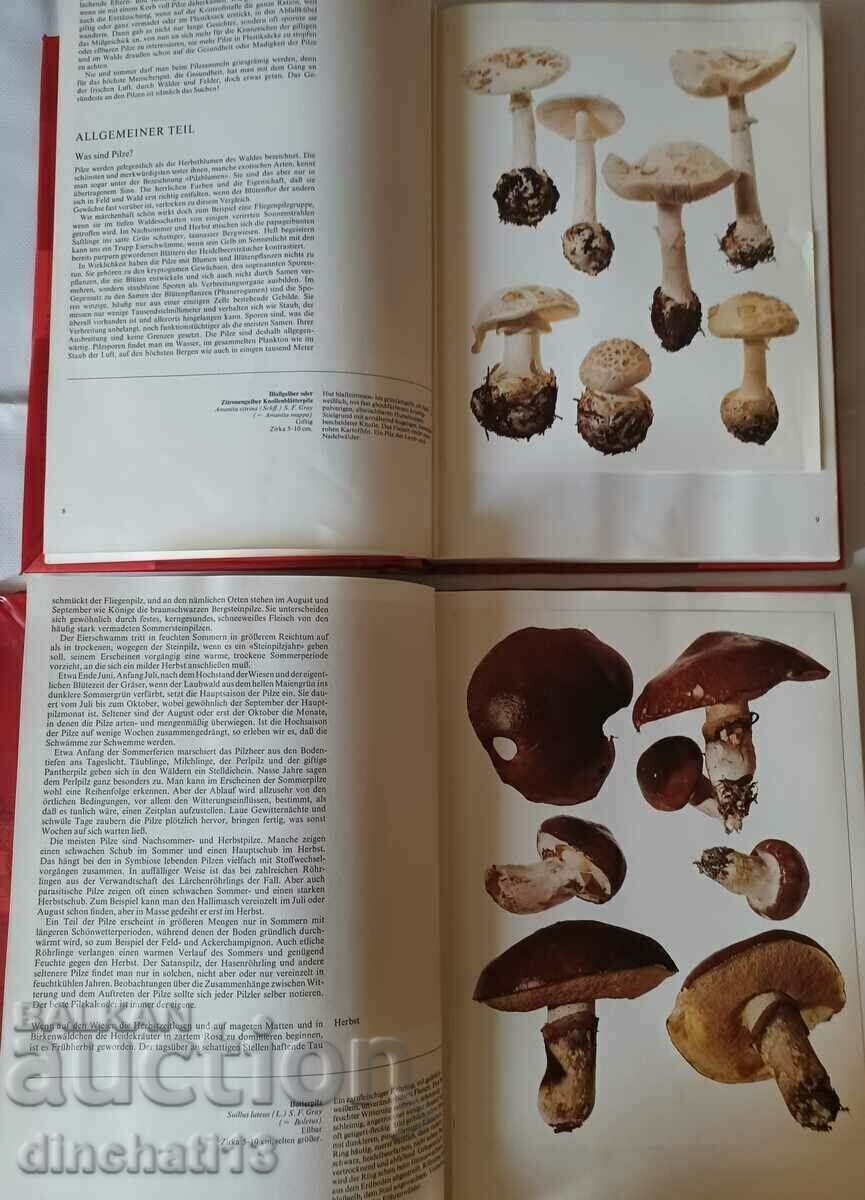 PILZE. Band 1.2 - Mushrooms Tom 1.2 - 6