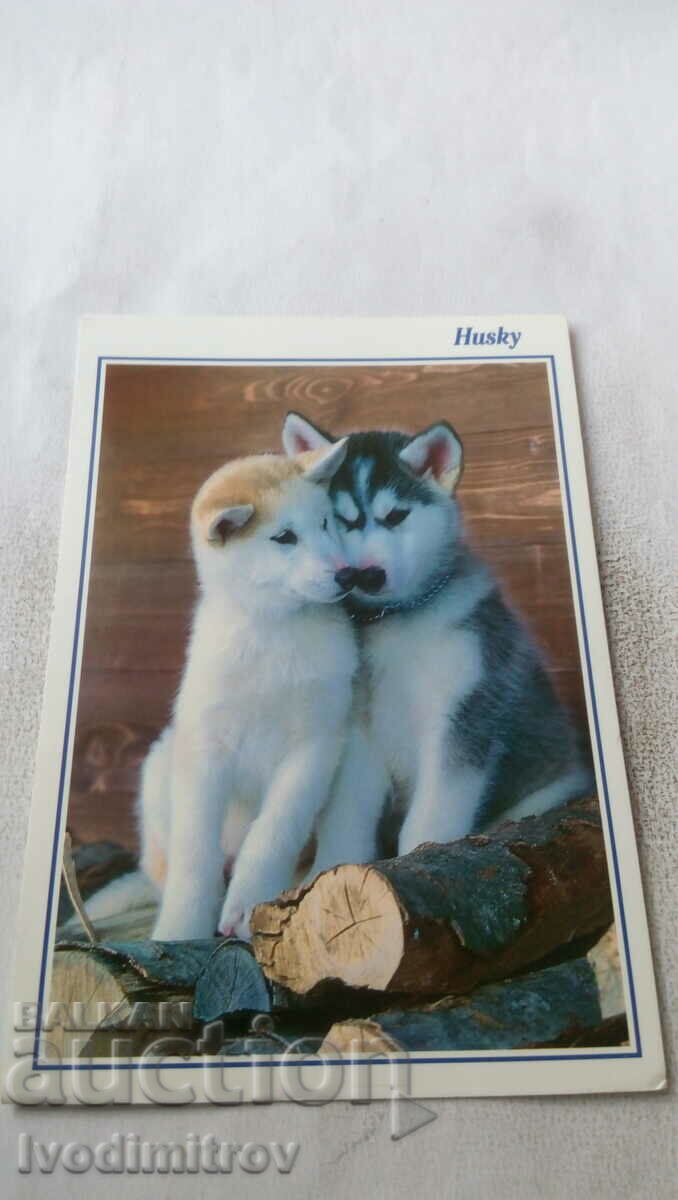 Postcard Husky 1996