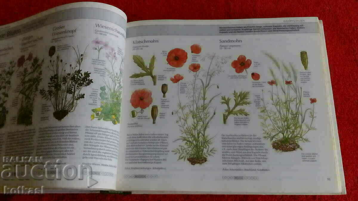 Auction A guide to nature Auction A guide to nature