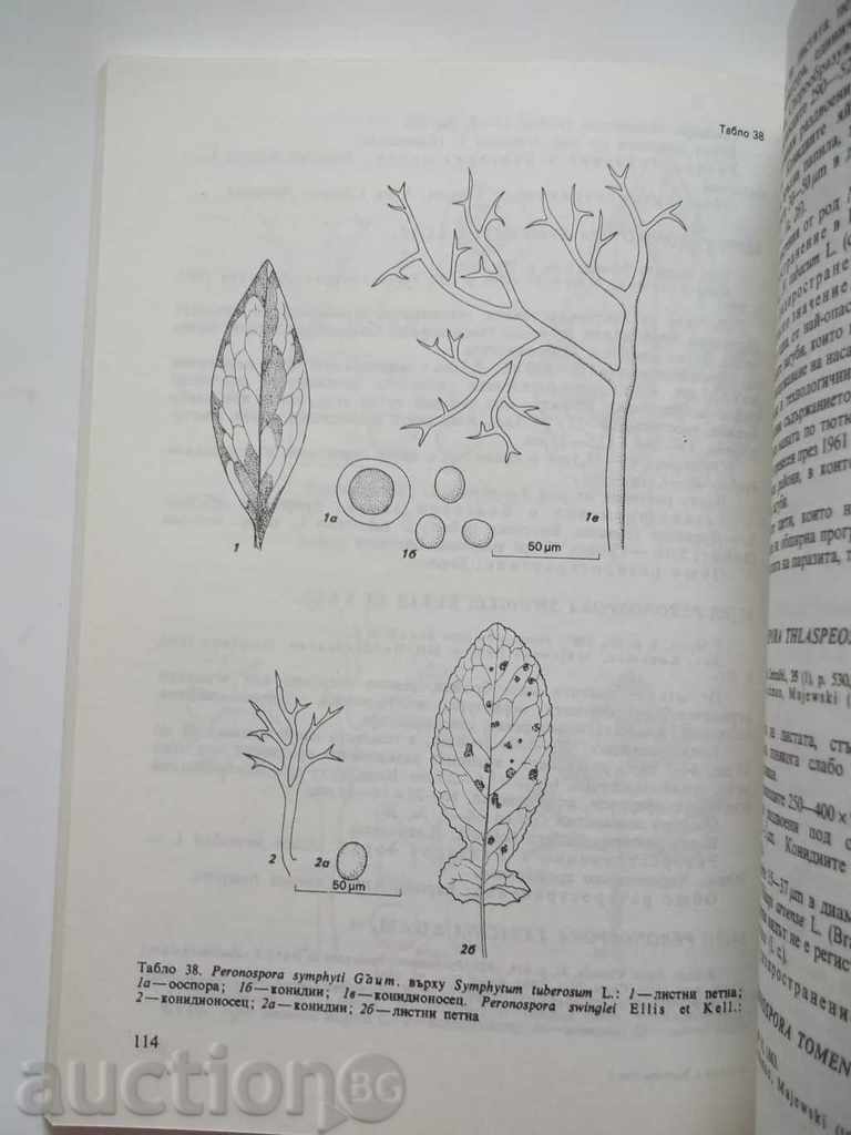 Delivery of Mushrooms in Bulgaria. Volume 2 Simeon Vanev et al. 1993 Delivery of Mushrooms in Bulgaria. Volume 2 Simeon Vanev et al. 1993