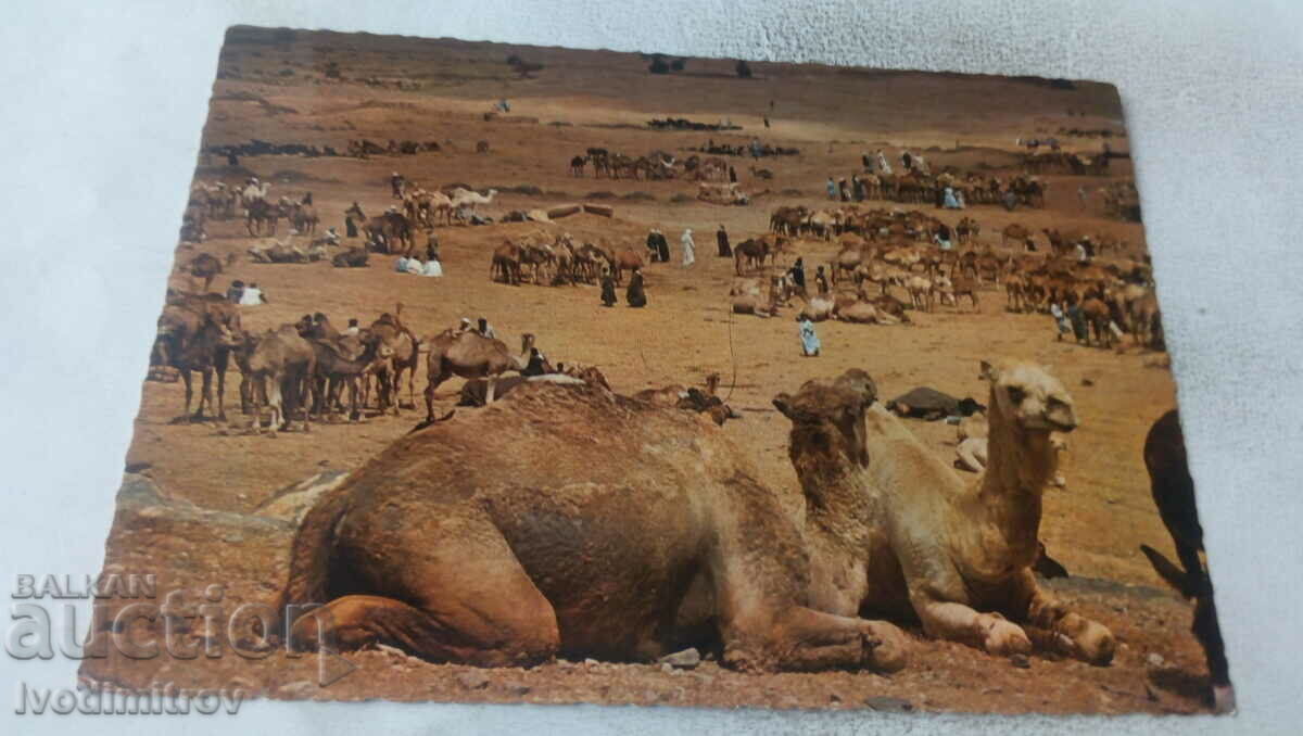 Goulimine Camel Market Postcard