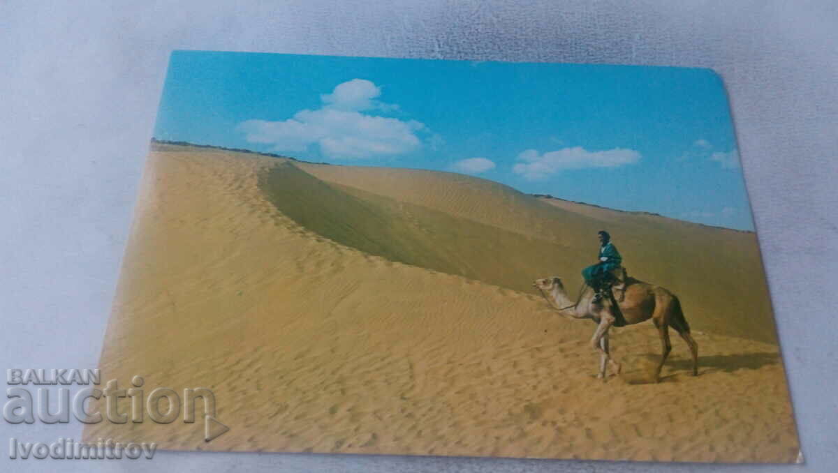 Postcard Tipical Marocco A Cameleer in the Desert