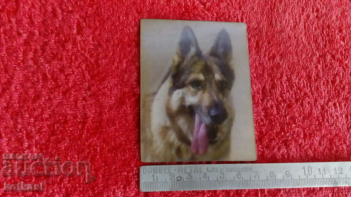 Souvenir Fridge Magnet Dog 3D with price € 10.00 | 19.56 BGN