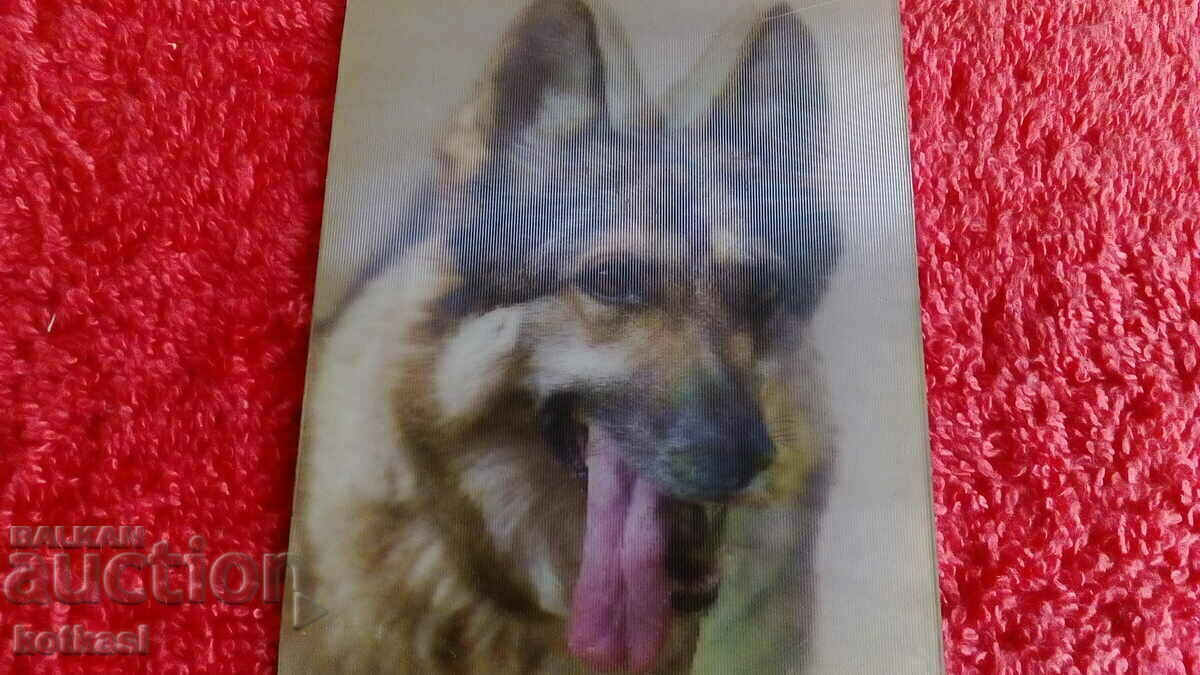 Delivery of Souvenir Fridge Magnet Dog 3D Delivery of Souvenir Fridge Magnet Dog 3D