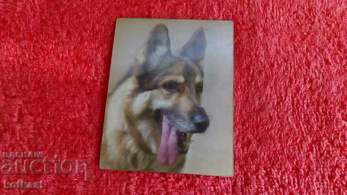 Souvenir Fridge Magnet Dog 3D - 6