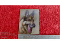 Suvenir Magnet Frigider Câine 3D