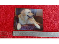 Souvenir Fridge Magnet Dog 3D