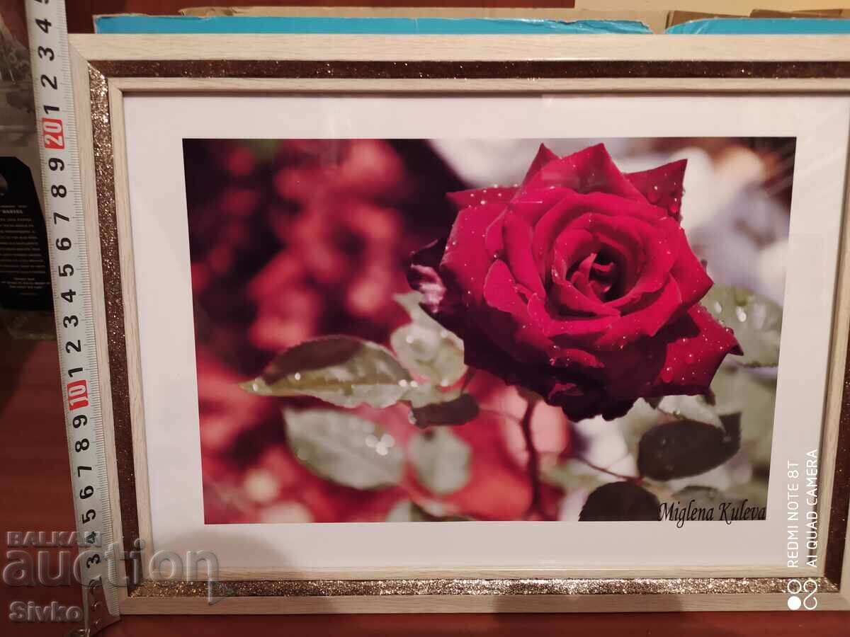 Photograph from a rose exhibition, framed, author: Miglena Kuleva with price 9.99 BGN | € 5.11 Photograph from a rose exhibition, framed, author: Miglena Kuleva with price 9.99 BGN | € 5.11