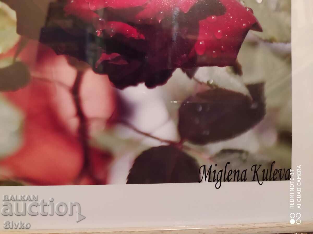 Auction Photograph from a rose exhibition, framed, author: Miglena Kuleva Auction Photograph from a rose exhibition, framed, author: Miglena Kuleva