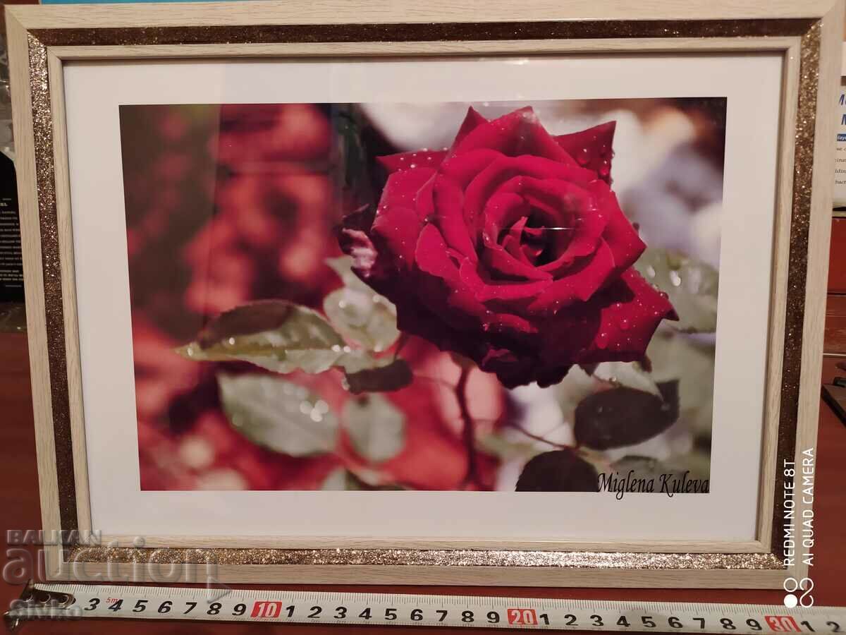 Photograph from a rose exhibition, framed, author: Miglena Kuleva Photograph from a rose exhibition, framed, author: Miglena Kuleva