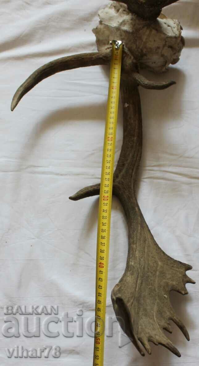 THE DEER HORN - THE ONE HORN IS BROKEN with price 99.99 BGN | € 51.12