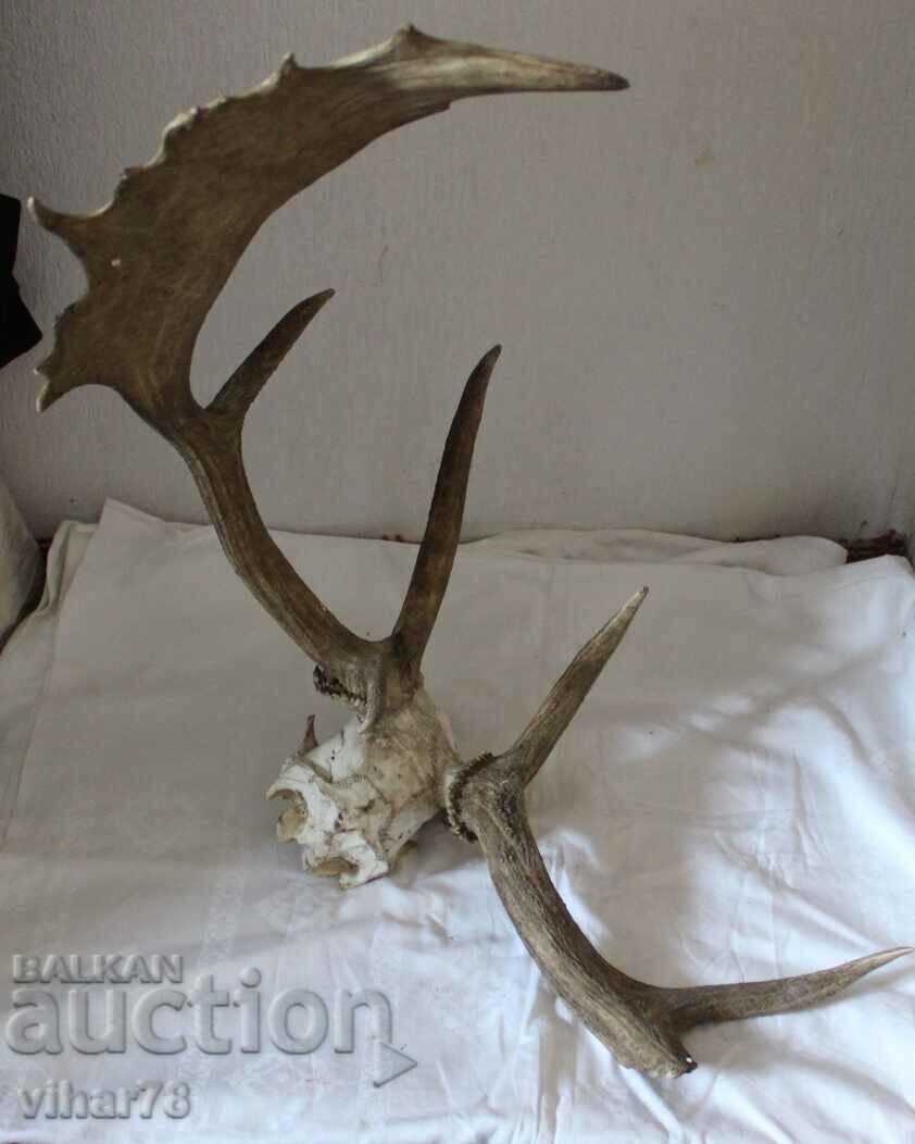 Delivery of THE DEER HORN - THE ONE HORN IS BROKEN