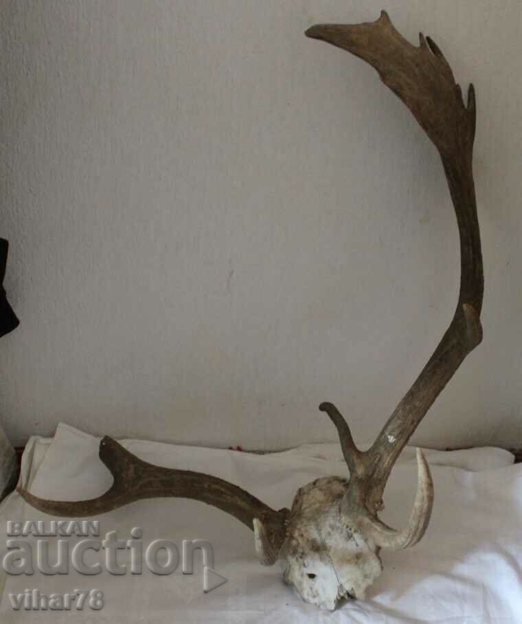 THE DEER HORN - THE ONE HORN IS BROKEN - 6