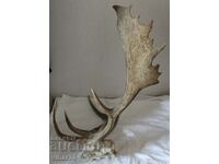 CORNUL DE CERBUL - COARNUL SINGURUL ESTE FRUPT