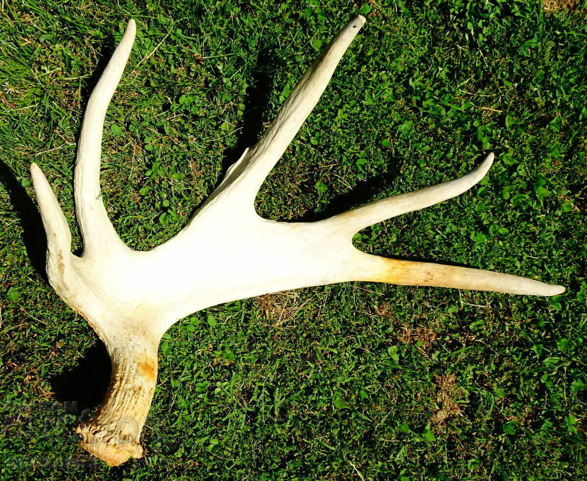 Moose horn, trophy 3 kg.