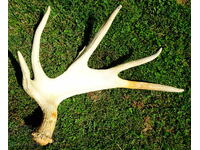 Moose horn, trophy 3 kg.