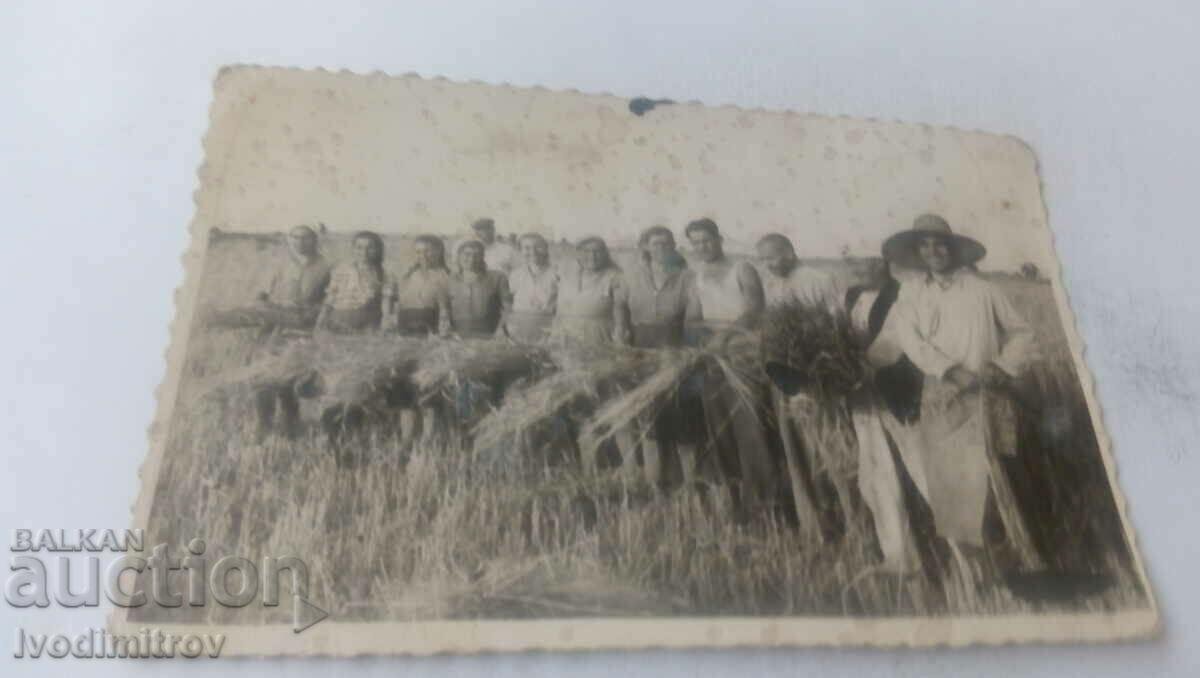 Снимка Мъже и жени жънат на нивата